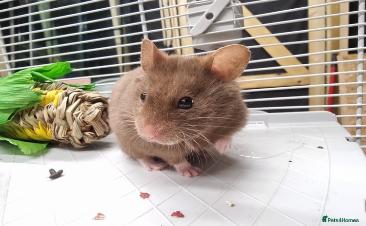 Hamster rodents - Advert 4