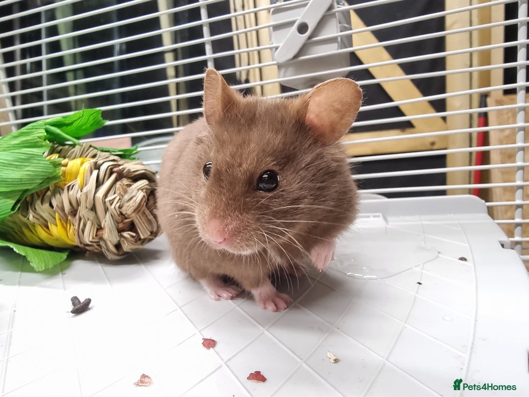 Hamster rodents for sale: Sweet young hamster with large cage&full set up - Image 1