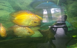 Discus fish for sale: Discus,  Well grown discus fish  - Image 11