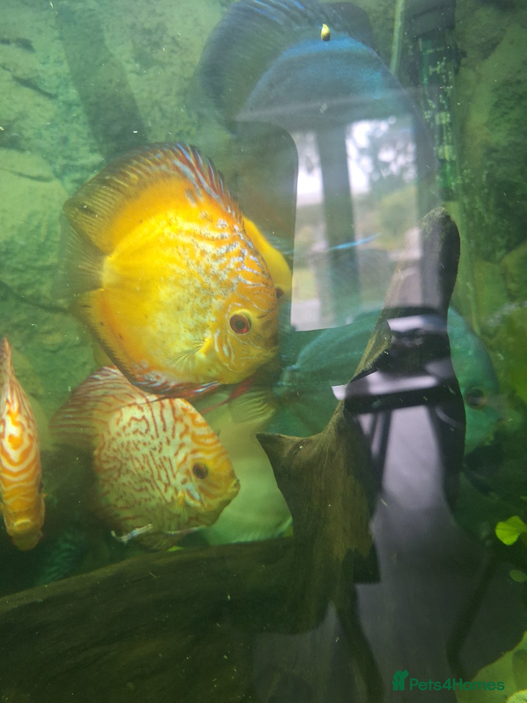 Discus fish for sale: Discus,  Well grown discus fish  - Image 11