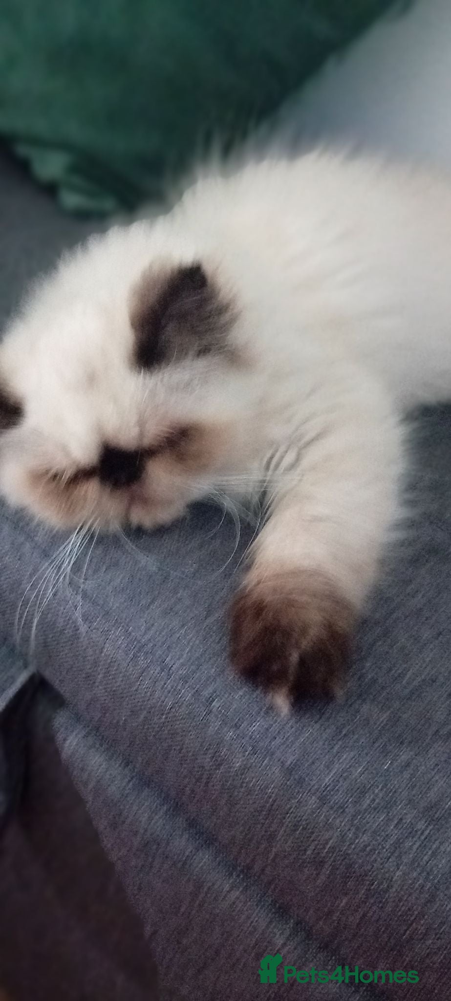 Persian cats Stunning colourpoint persian kitten - Advert 5