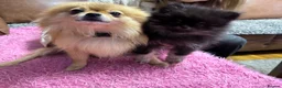 Pomeranian dogs for sale: World smallest teacup Pomeranian puppy - Advert 10