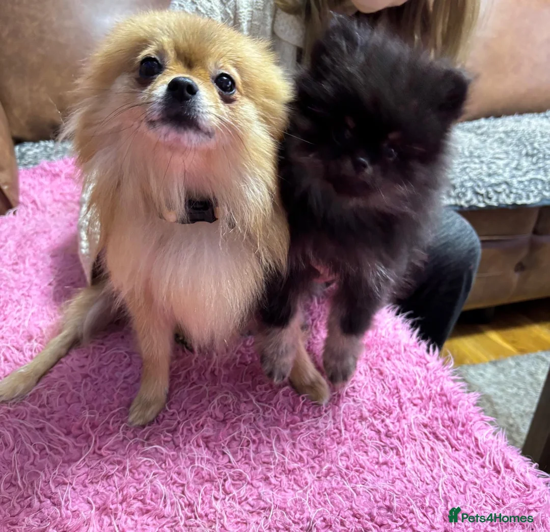 Pomeranian dogs for sale: World smallest teacup Pomeranian puppy - Advert 10