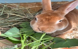 Rex rabbits for sale: 2 show quality beautiful mini Rex orange bucks - Image 5