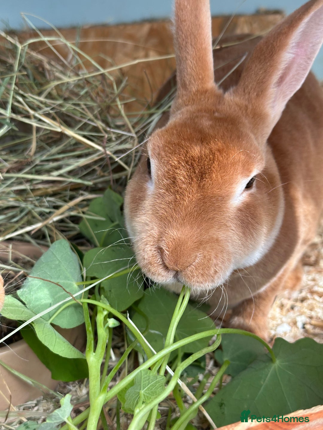 Rex rabbits for sale: 2 show quality beautiful mini Rex orange bucks - Image 5