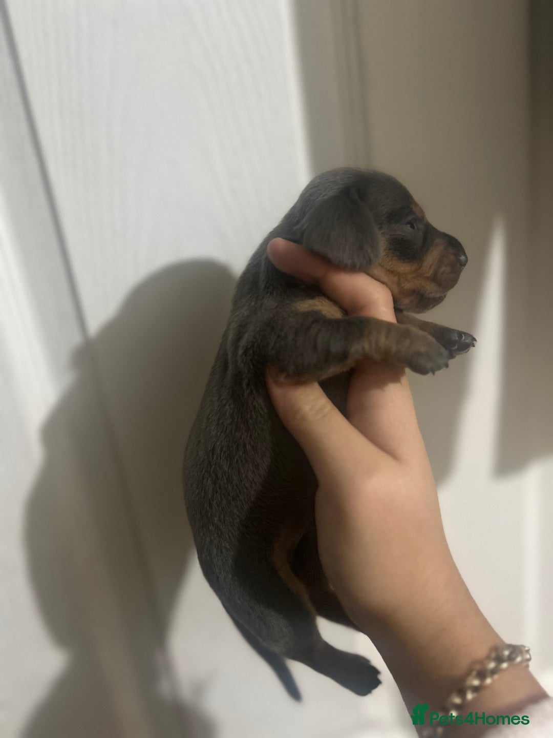 Dachshund dogs for sale: Dachshund puppies - Advert 8