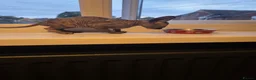 Sphynx cats for sale: Grey/marbel female sphynx kitten - Advert 4