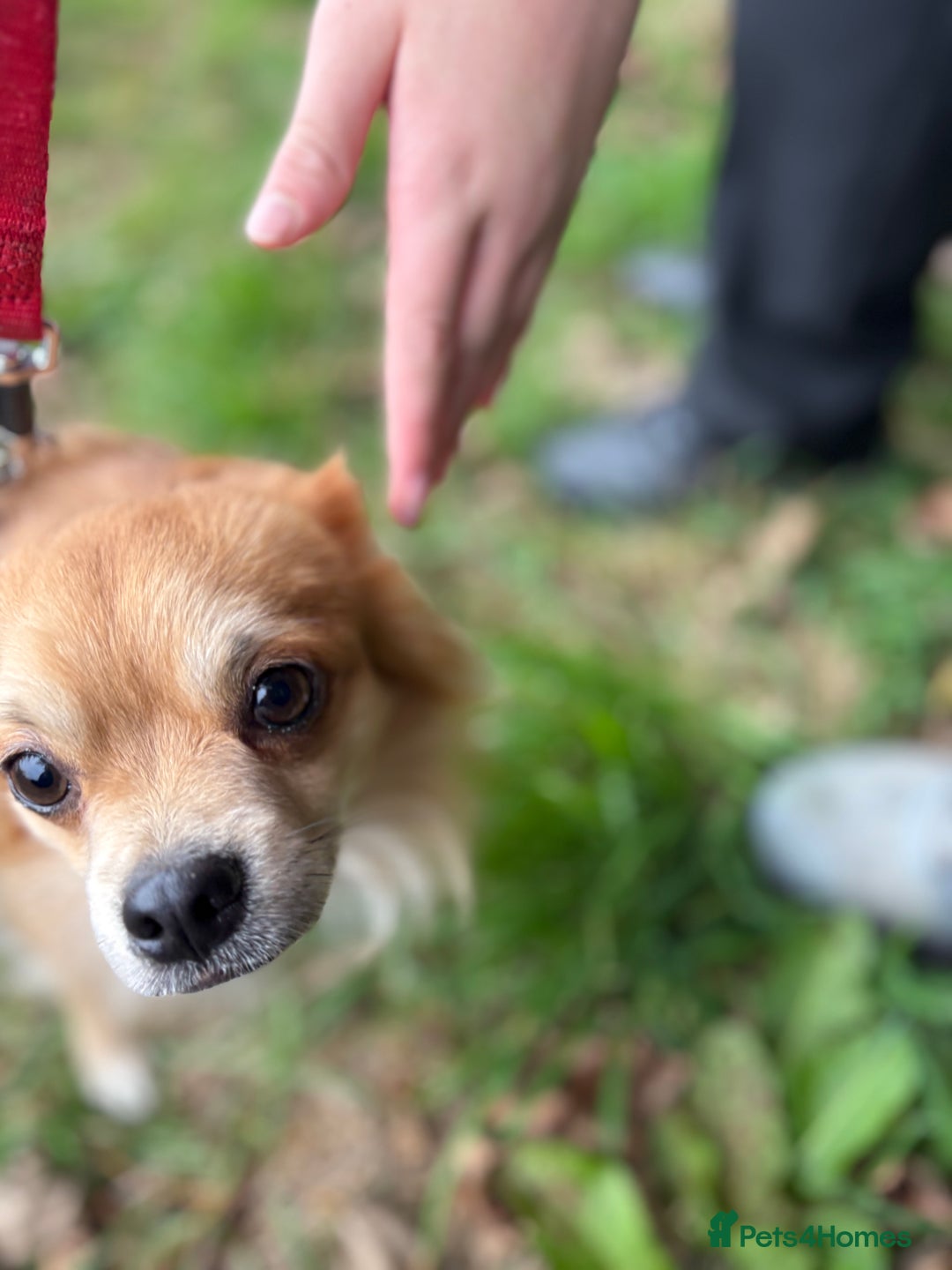 Chihuahua dogs for sale: 2 year old long haired chihuahua boy  - Advert 4