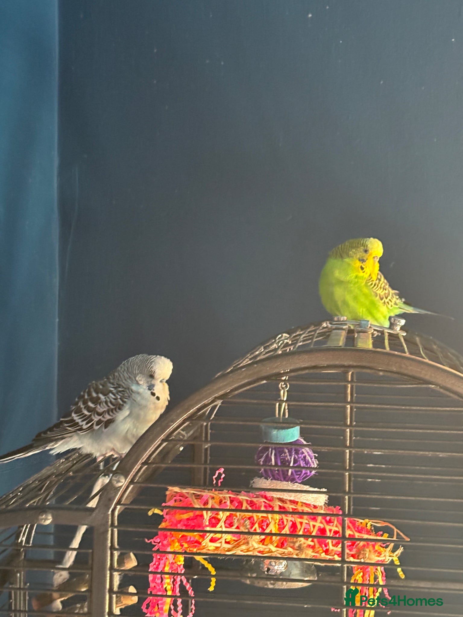 Budgerigars birds Pair of 2year old budgies  - Advert 1