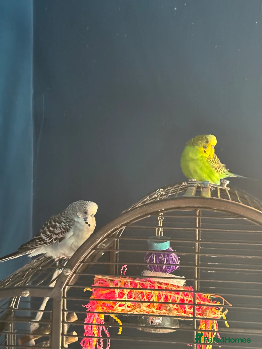 Budgerigars birds for sale: Pair of 2year old budgies  in Swadlincote - Advert 1