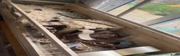 Gerbil rodents for sale: Friendly playful Gerbil Brothers  - Advert 8