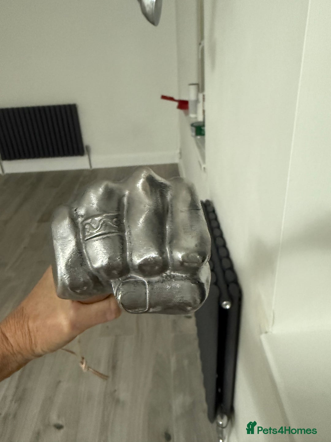 Miniature Schnauzer dogs for sale: KC MAC Quality Black Miniature schnauzers  - Advert 9