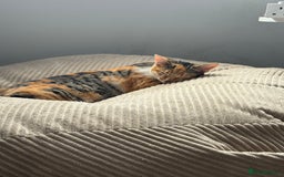 Mixed Breed cats for sale: Sweetest Kitten for sale  - Image 6