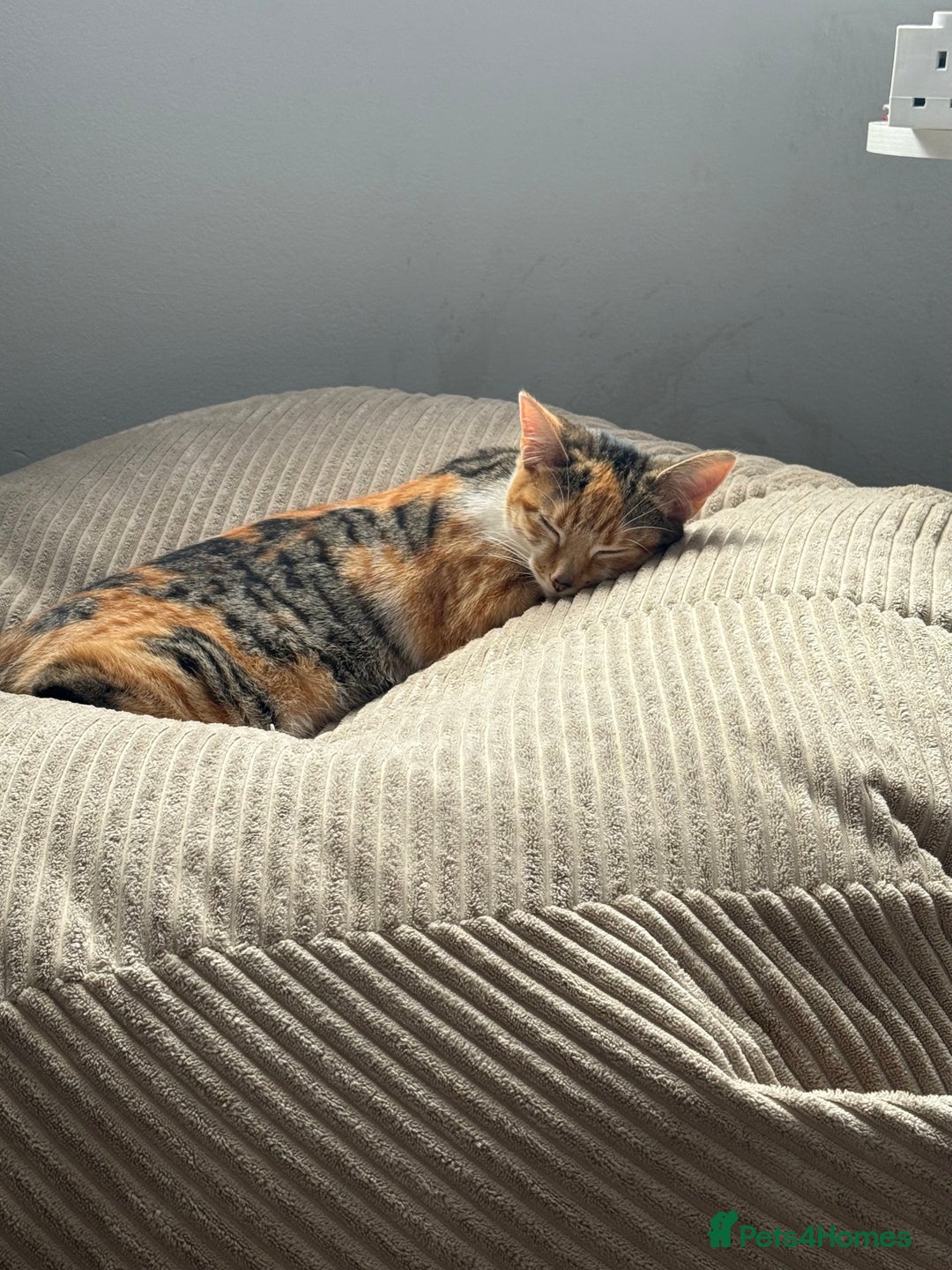 Mixed Breed cats for sale: Sweetest Kitten for sale  - Image 6