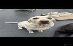 Labrador Retriever dogs for sale: Labrador Puppies Looking for Their Forever Homes!  - Image 24