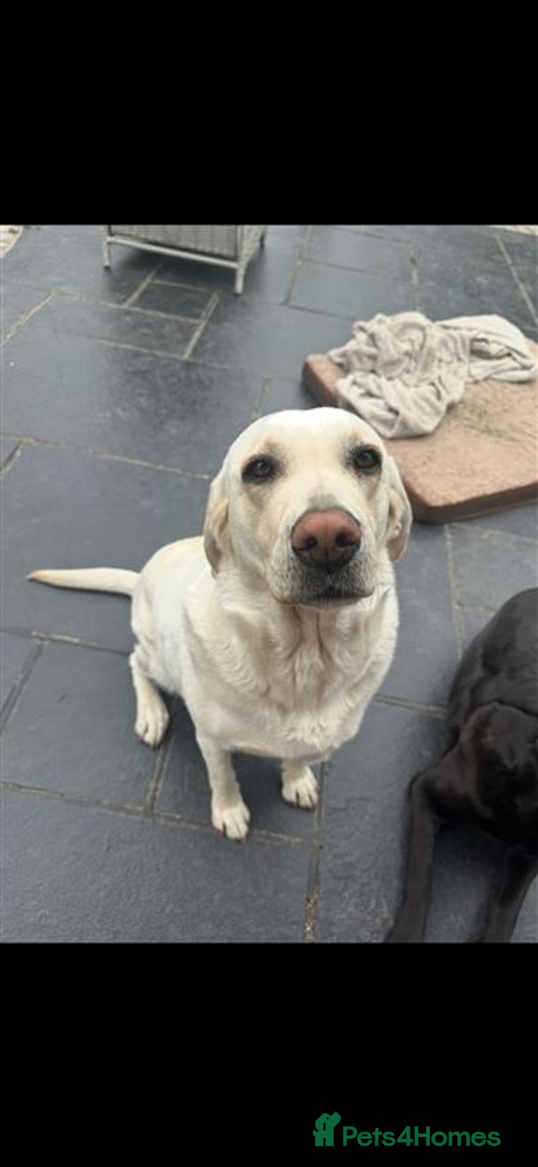 Labrador Retriever dogs for sale: Labrador Puppies Looking for Their Forever Homes!  - Image 24