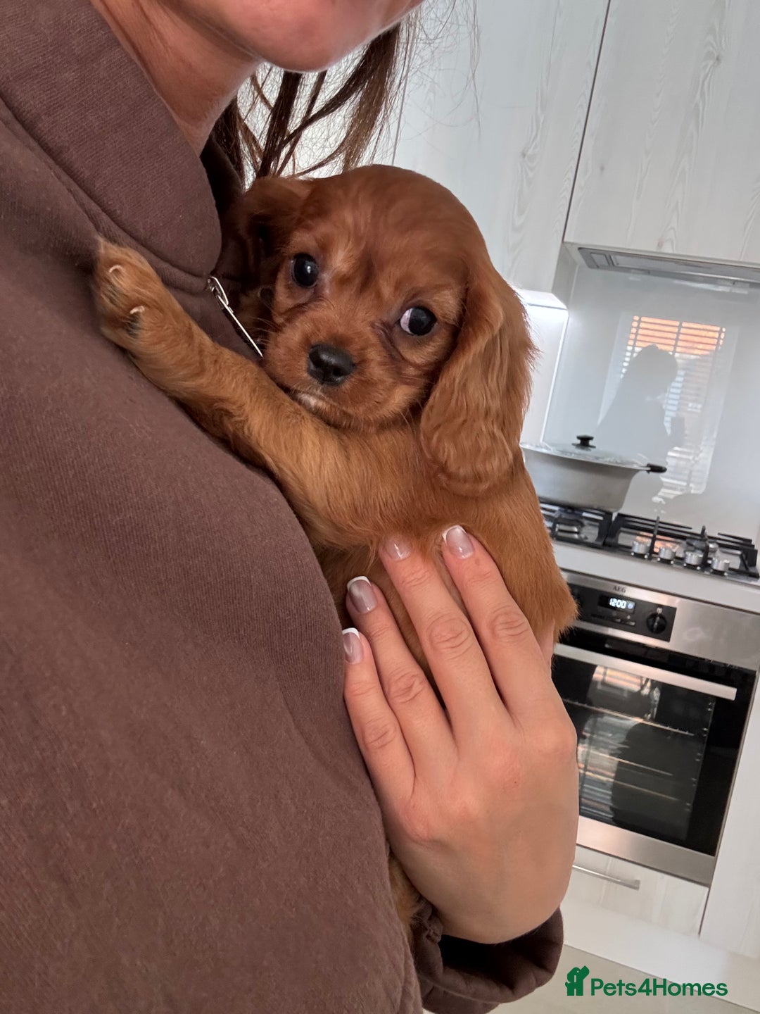 Cavalier King Charles Spaniel dogs for sale: KC registered Health tested King Charles cavalier - Advert 16