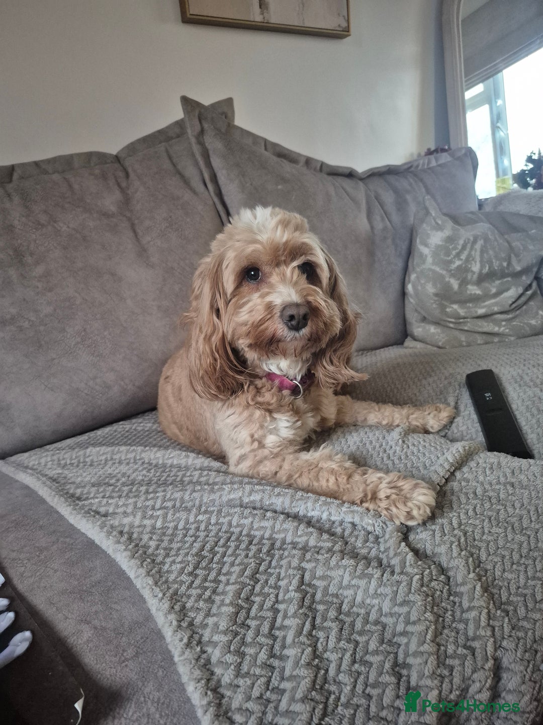 Cockapoo dogs for sale: F1B cockapoo puppies  - Advert 4