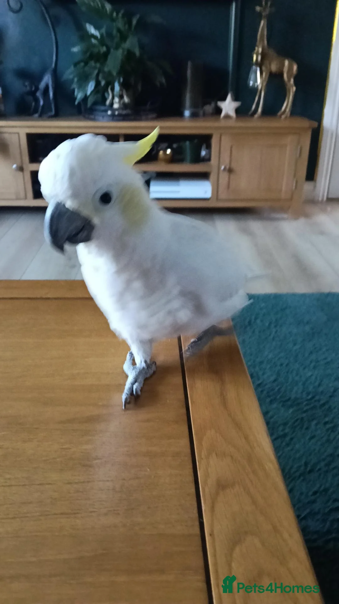 Cockatoo birds for sale: Male cockatoo  in Corby - Advert 2