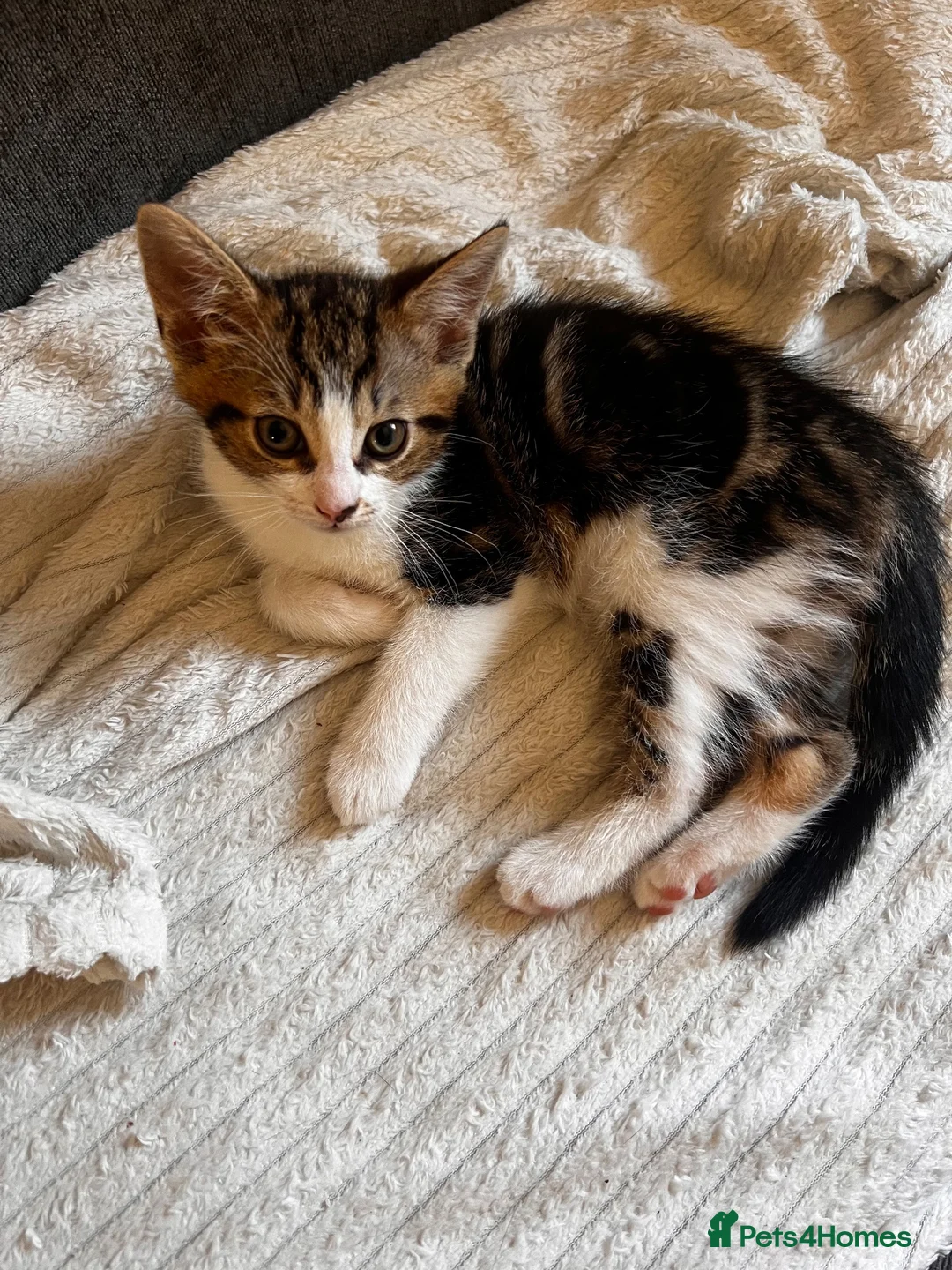 Domestic Shorthair cats for sale: Female kitten - Advert 2