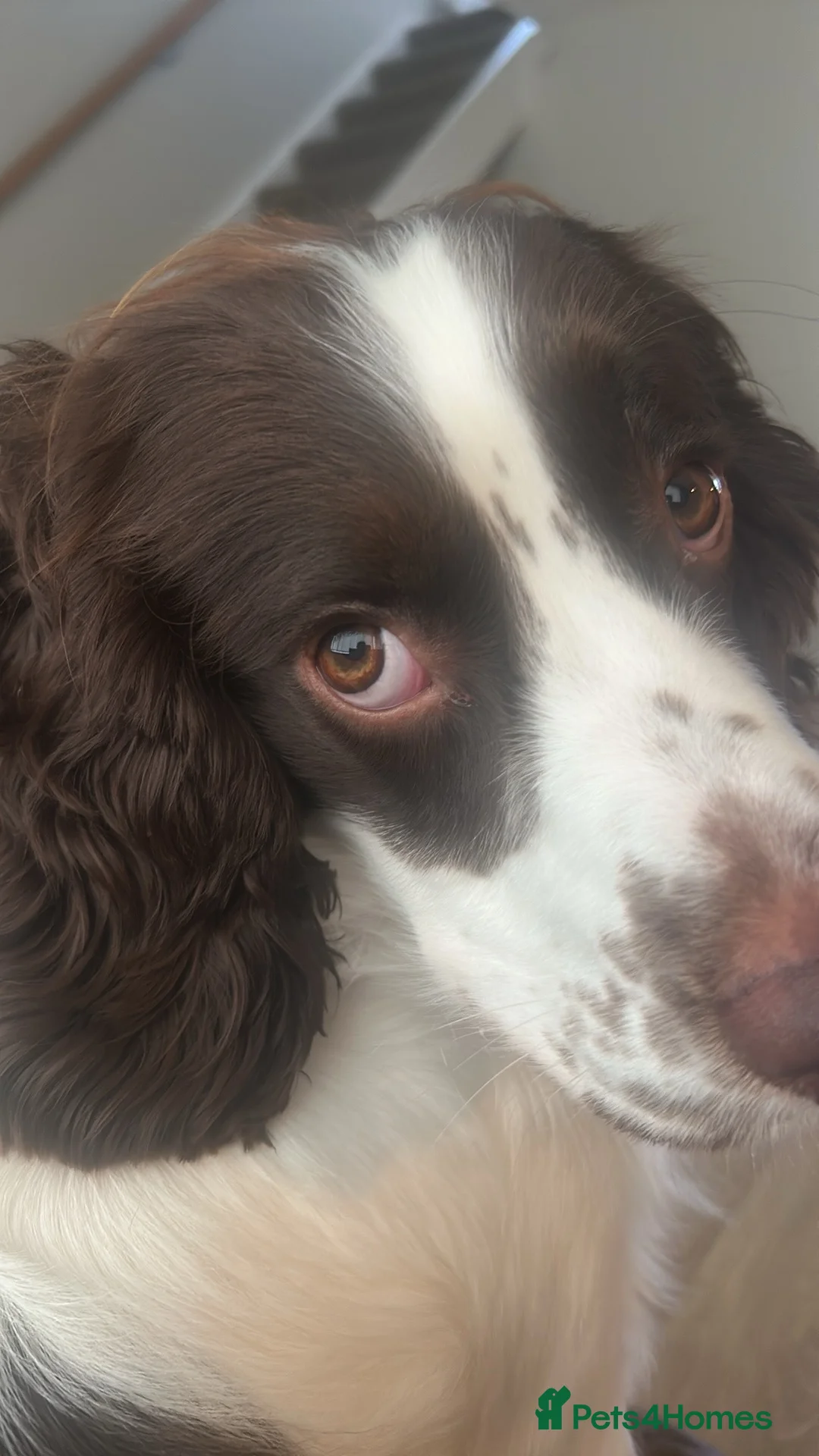 Sprocker dogs for sale: Sprocker Spaniel Puppies - Advert 7
