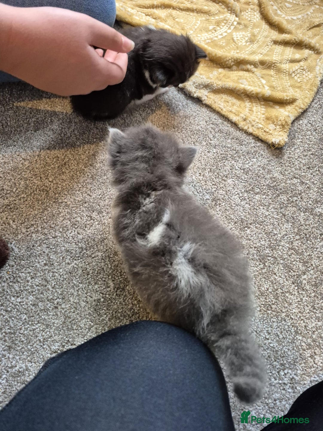 Ragdoll cats for sale: Ragdoll X Kittens  - Image 6