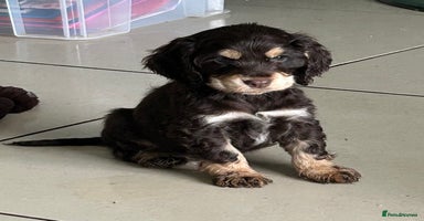 Cocker Spaniel dogs - Advert 2