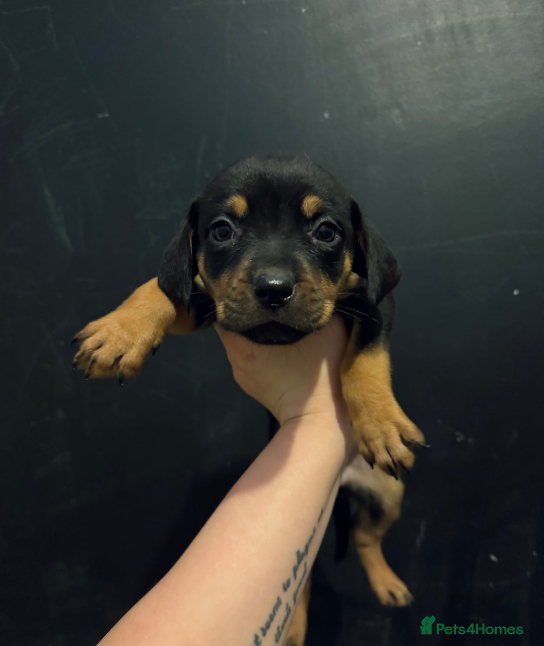 Mixed Breed dogs for sale: Rottie Bordeaux puppies - Advert 10