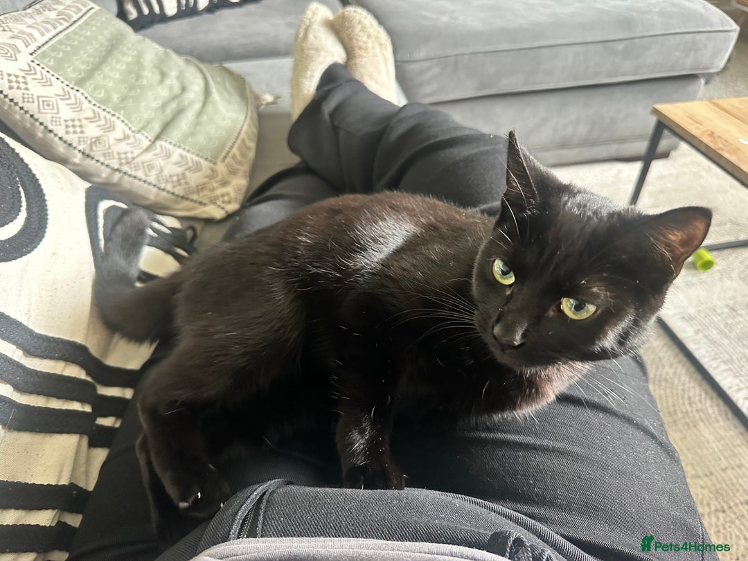 Domestic Shorthair cats for sale: Black cat - Image 2