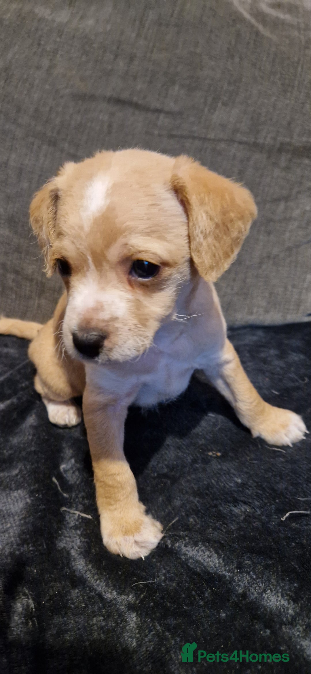 Chipoo dogs for sale: Poodle cross chihuahua puppies  - Advert 9