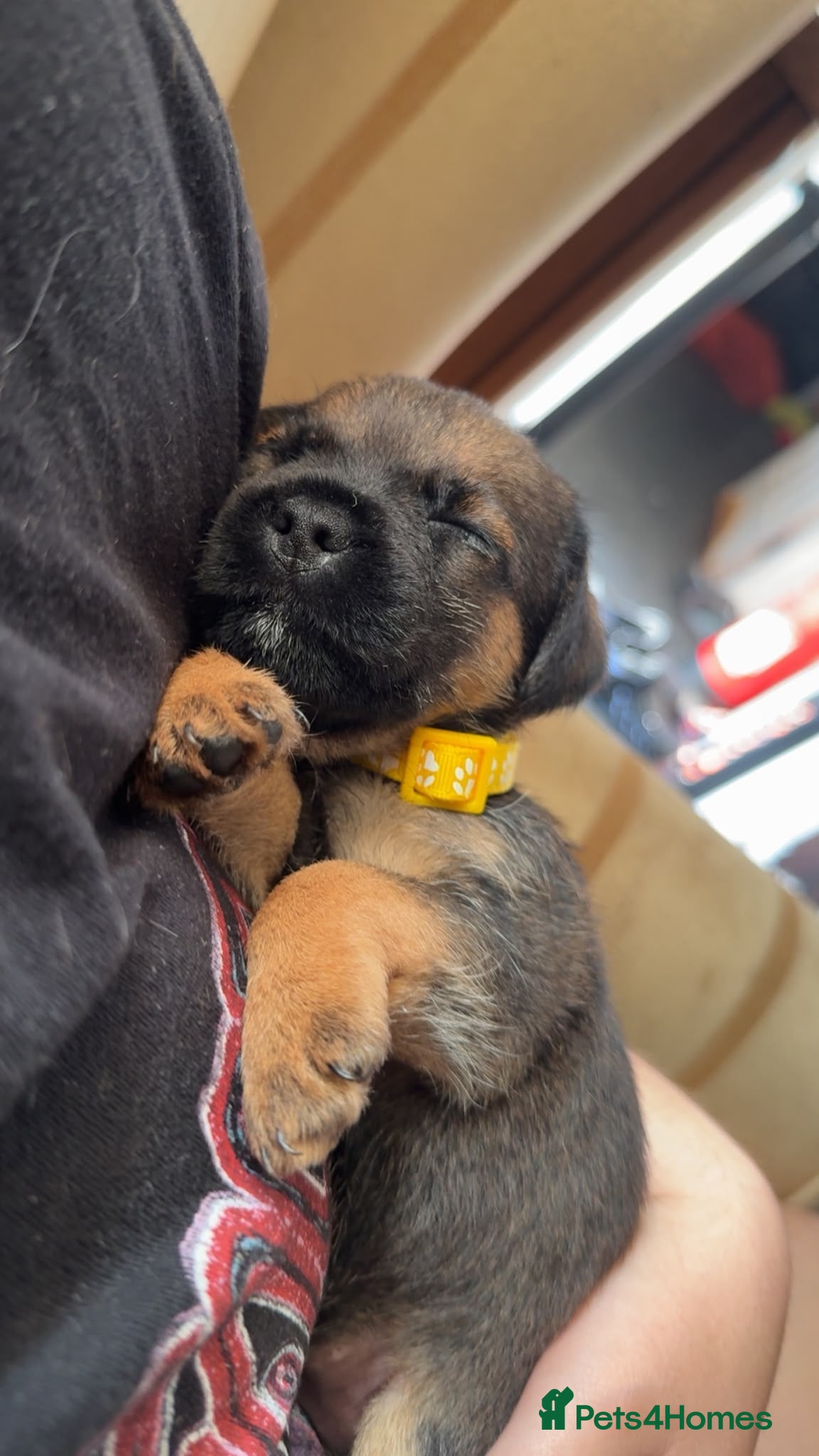 Border Terrier dogs Border terrier puppies SLEMCLR parents  - Advert 20