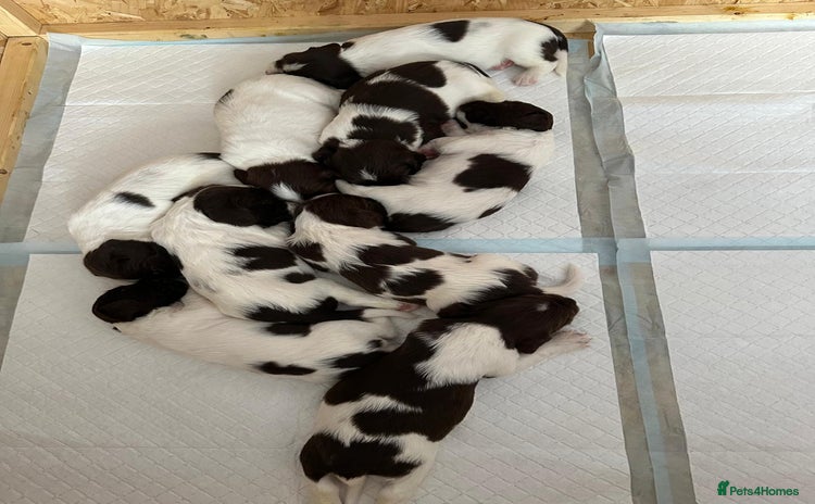 English Springer Spaniel dogs - Advert 4