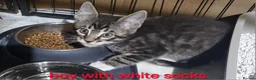 Maine Coon cats for sale: MAINE COON 1 boy .UNUSUAL, STUNNING  - Advert 3