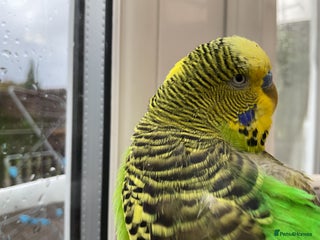 Budgerigars birds for sale - Advert 1