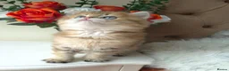 British Longhair cats for sale: British Longhair/Shorthair black golden shaded  - Advert 19