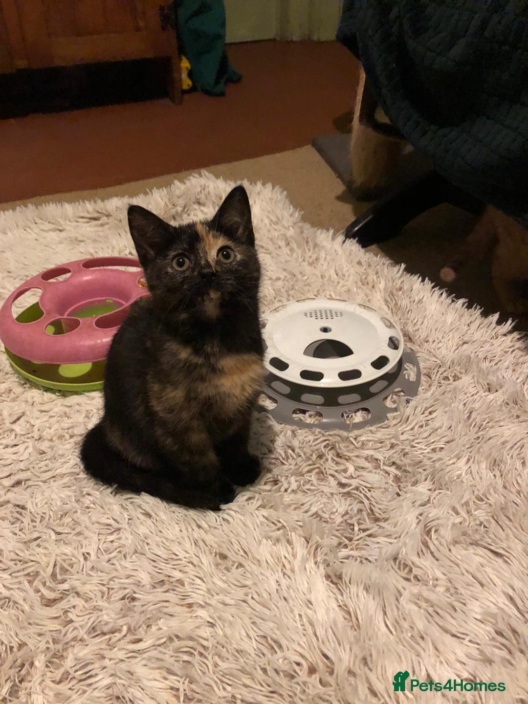 Mixed Breed cats for sale: 3 beautiful kittens looking for loving homes - Advert 14