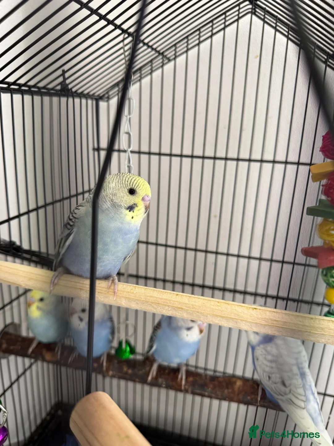 Budgerigars birds for sale: Budgies for Sale 🦜 - Advert 5