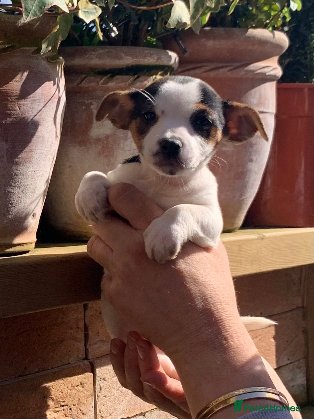 Jack Russell dogs for sale: Jack Russell Pups - Image 3
