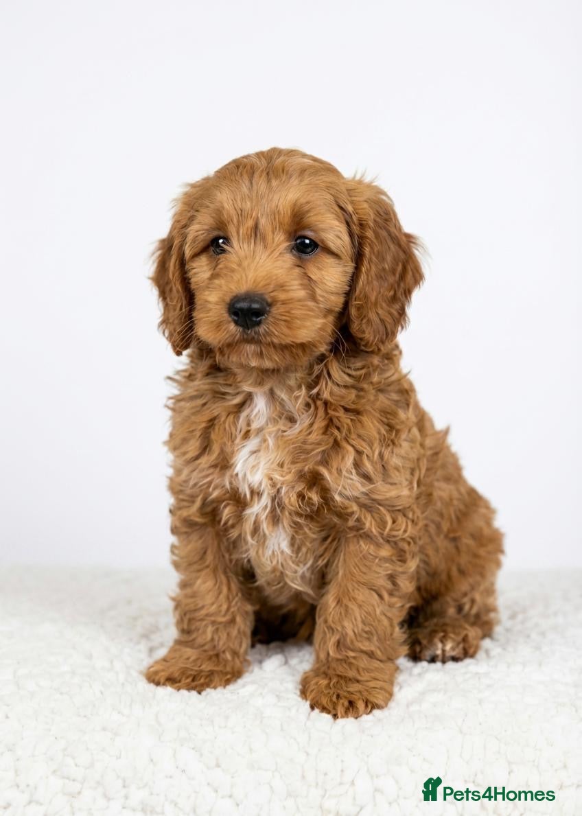 Cockapoo dogs Cockapoo Puppies - Advert 1