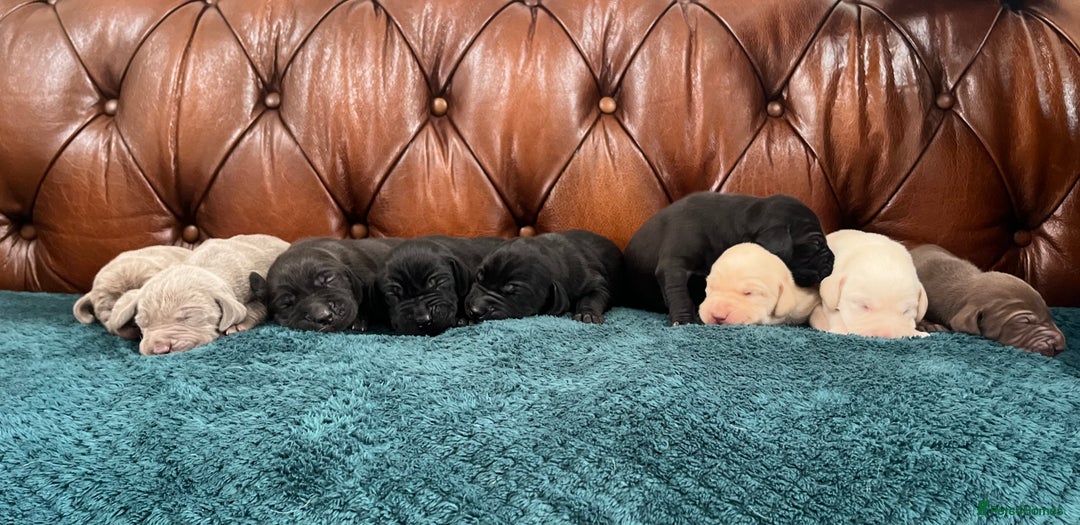 Mixed Breed dogs for sale: 6/9 F2 Weimador / Labmaraner  - Advert 9