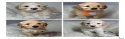 Australian Labradoodle dogs for sale: Multigen Australian Labradoodle x Goldendoodle - Advert 7