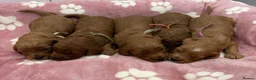 Cockapoo dogs for sale: Gorgeous cockerpoo puppies - Advert 8