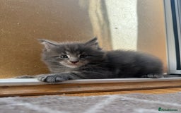 Maine Coon cats for sale: Maine Coon Kittens for sale - Image 28