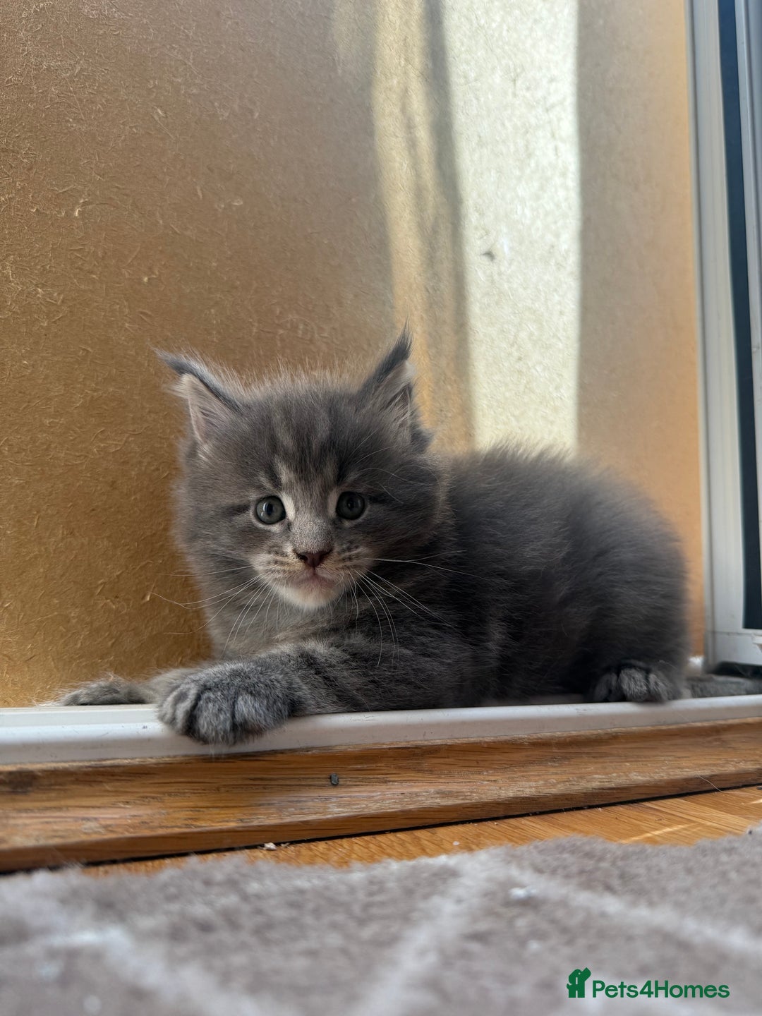 Maine Coon cats for sale: Maine Coon Kittens for sale - Image 28