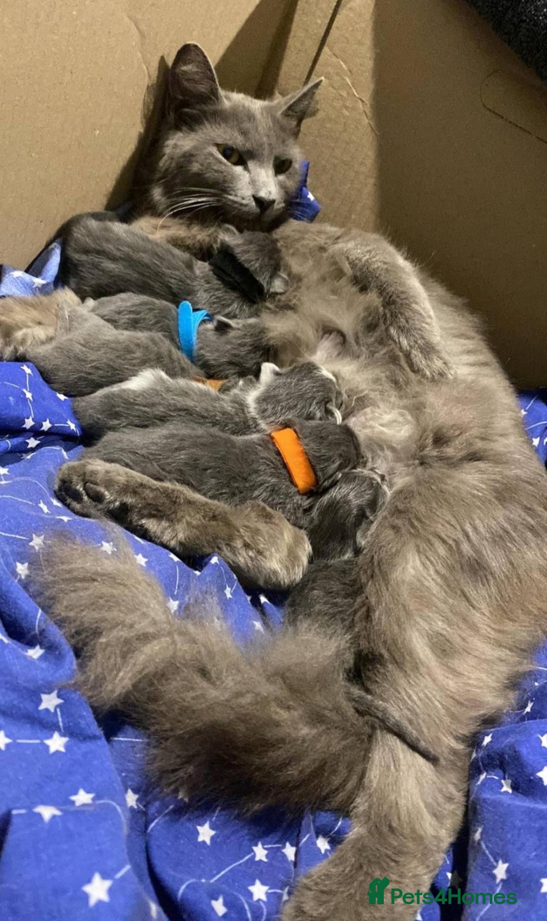 Mixed Breed cats for sale: BEAUTIFUL FLUFFY GREY KITTENS   - Image 19