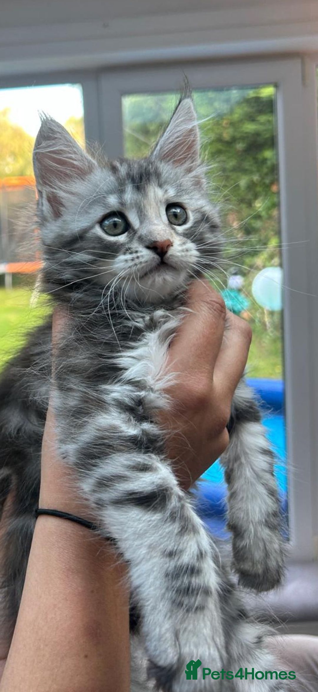 Maine Coon cats for sale: Silver Tortie Tabby Girl Maine Coon Kitten  in Northwich - Image 1