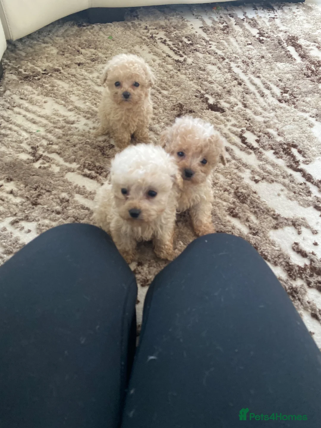 Toy Poodle dogs for sale: Adorable Toy Poodle Puppies – two boys ready now  - Advert 1