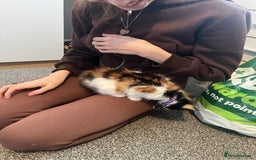 Mixed Breed cats for sale: Calio Kitten Female 2 Months Old - Image 3