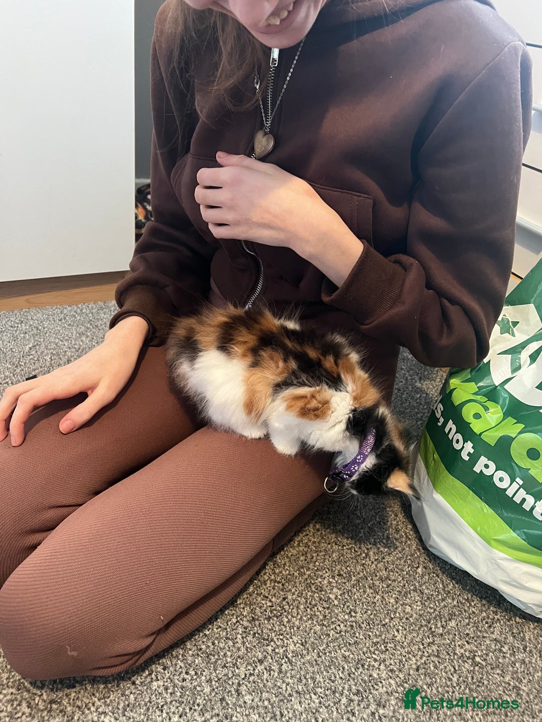 Mixed Breed cats for sale: Calio Kitten Female 2 Months Old - Image 3