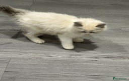 Ragdoll cats for sale: Stunning Ragdoll Boy - Image 7
